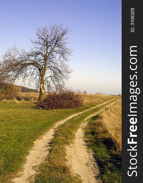 Autumn, road through the fields