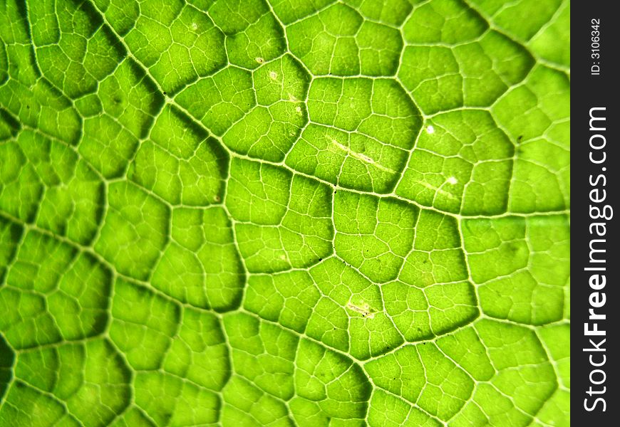 A close up photographic image the underside of a green leaf. A close up photographic image the underside of a green leaf.