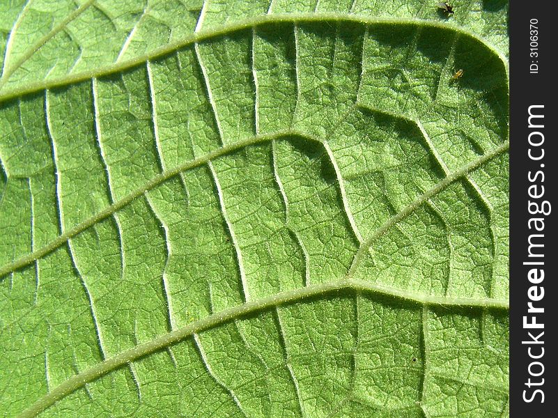 A close up photographic image the underside of a green leaf. A close up photographic image the underside of a green leaf.