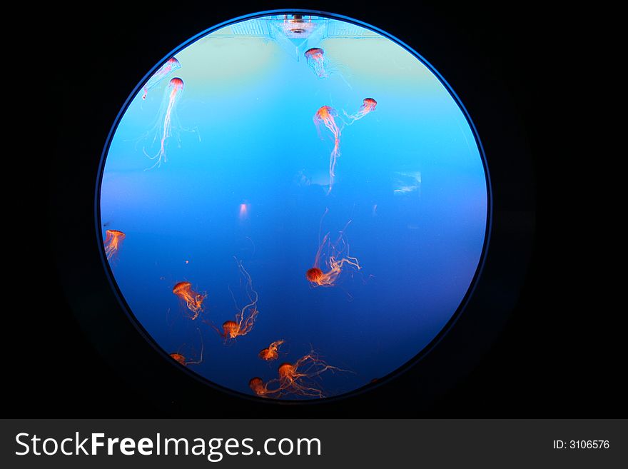 Many orange jelly fish at vancouver aquarium