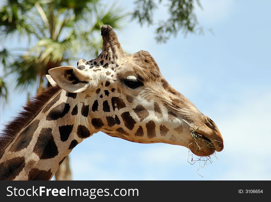 Giraffe In The Palms At Zoo