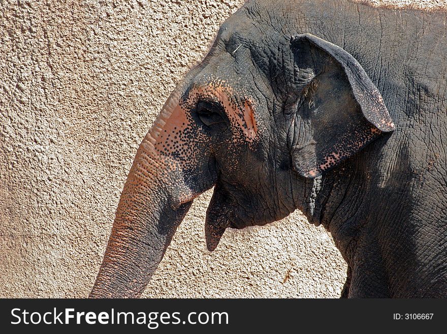 Asian elephant in Phoenix, Arizona.