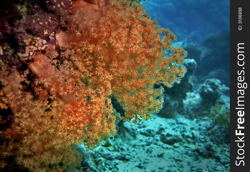 Orange Soft Coral