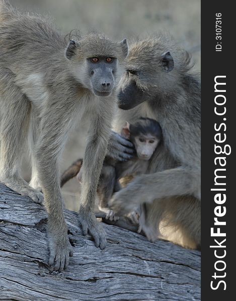 Family of Chacma Baboons located in Moremi Game Reserve, Botswana
