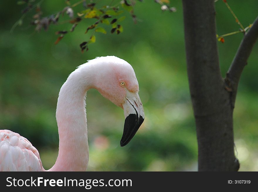 A single pink flamingo stands alone against a natural background. A single pink flamingo stands alone against a natural background.