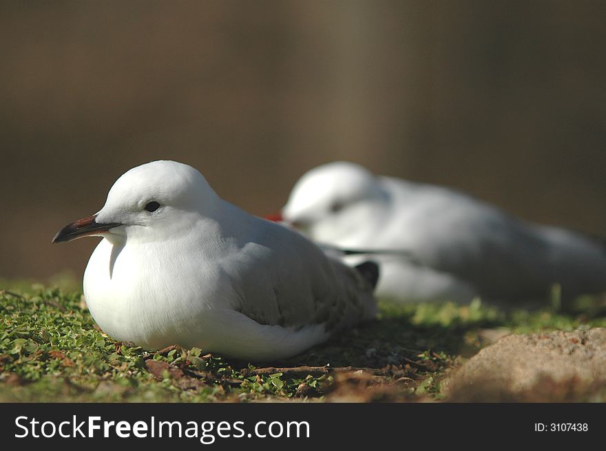 Resting Gulls