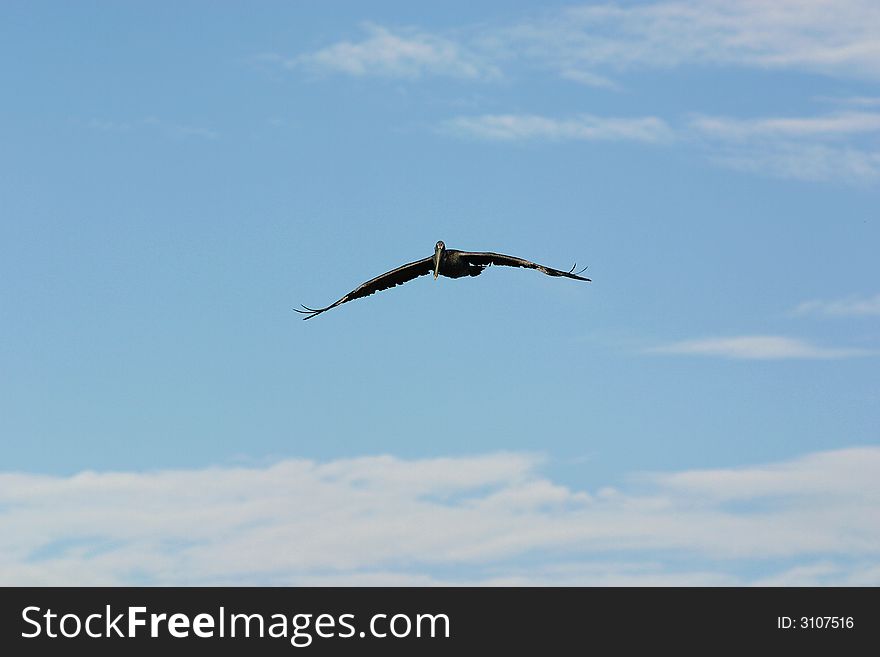 Single large brown pelican gliding towards the camera. Single large brown pelican gliding towards the camera.