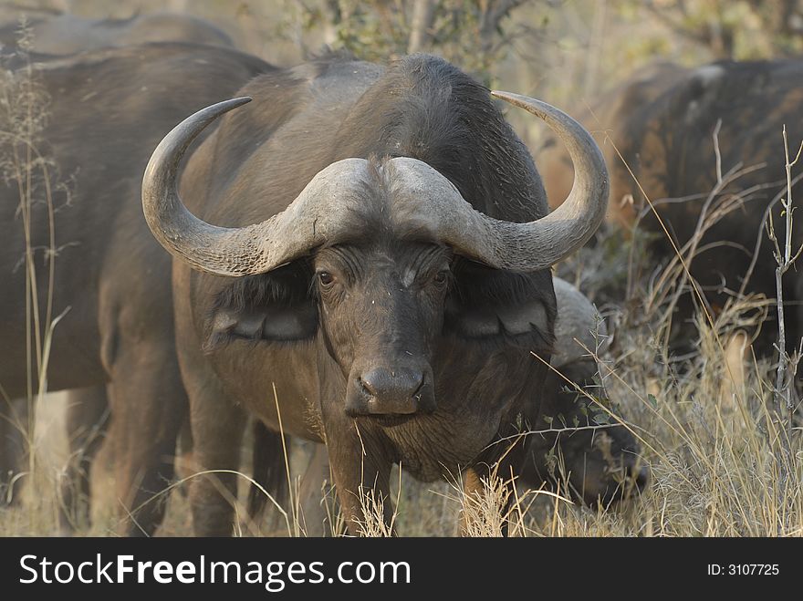 African Buffalo located in Moremi Game Reserve, Botswana. African Buffalo located in Moremi Game Reserve, Botswana