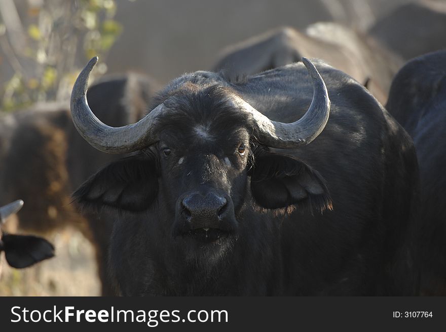 Close Up Of African Buffalo