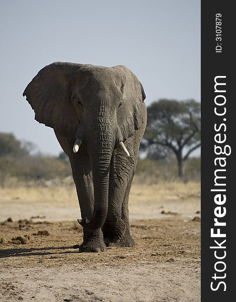 Lone Male Elephant Walking in Chobe National Park in Botswana