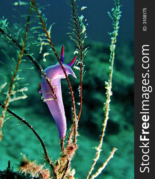 A nudibranch that eats corals, especially stinging corals. A nudibranch that eats corals, especially stinging corals.