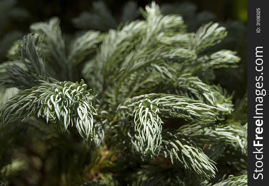 A plant with a smooth flame shaped background