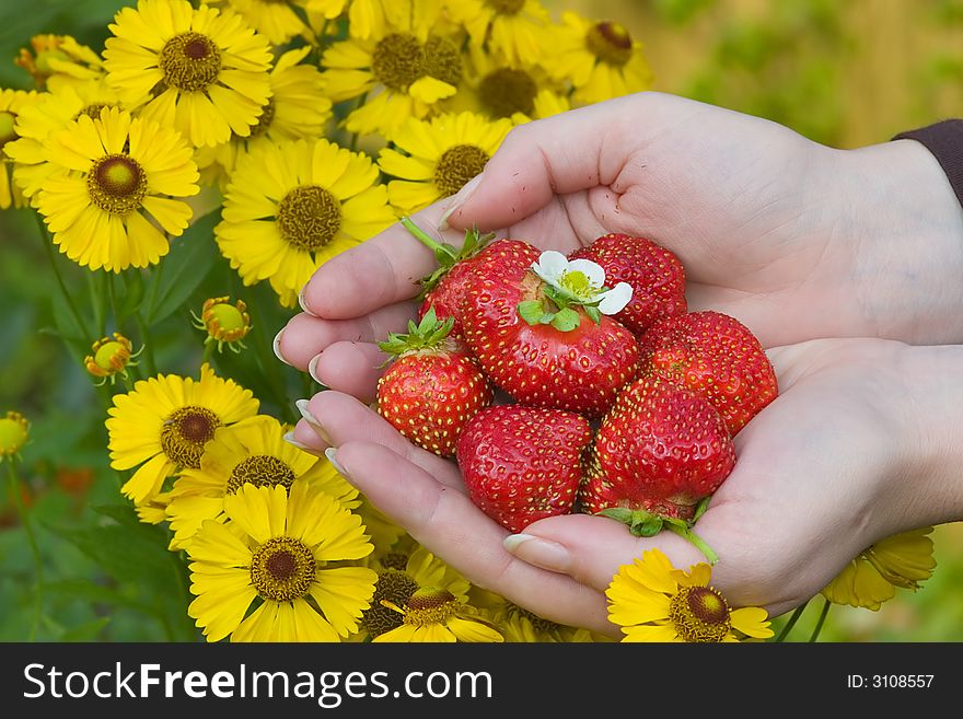 Hands with strawberries and flowers as a background. Hands with strawberries and flowers as a background