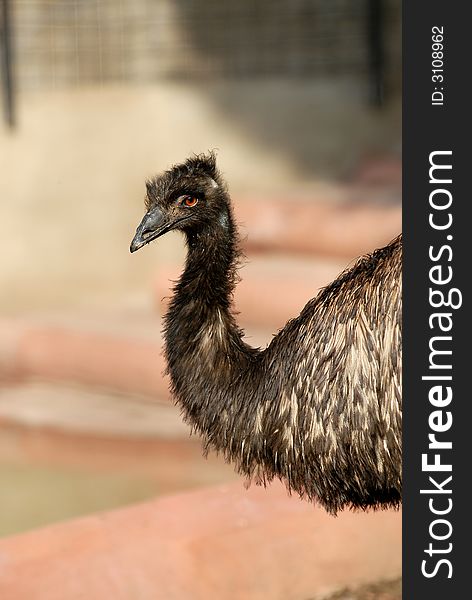 Ostrich staring at the visitors in the zoo in Moscow. Ostrich staring at the visitors in the zoo in Moscow