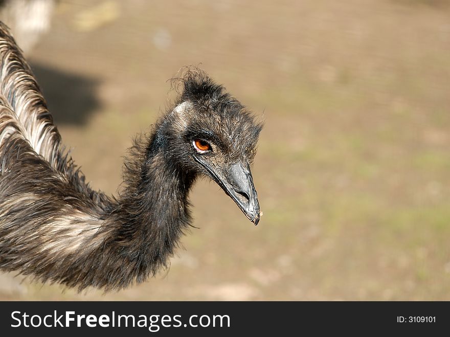 Ostrich staring at the visitors in the zoo in Moscow. Ostrich staring at the visitors in the zoo in Moscow