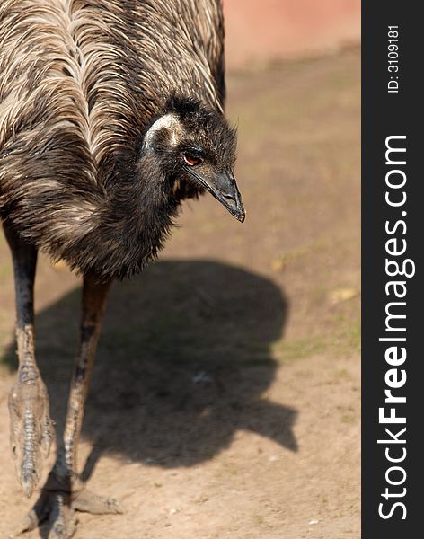 Ostrich staring at the visitors in the zoo in Moscow. Ostrich staring at the visitors in the zoo in Moscow