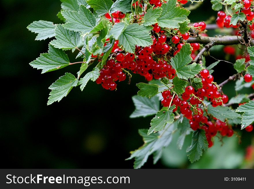 Nice illustration of garden life: red currant