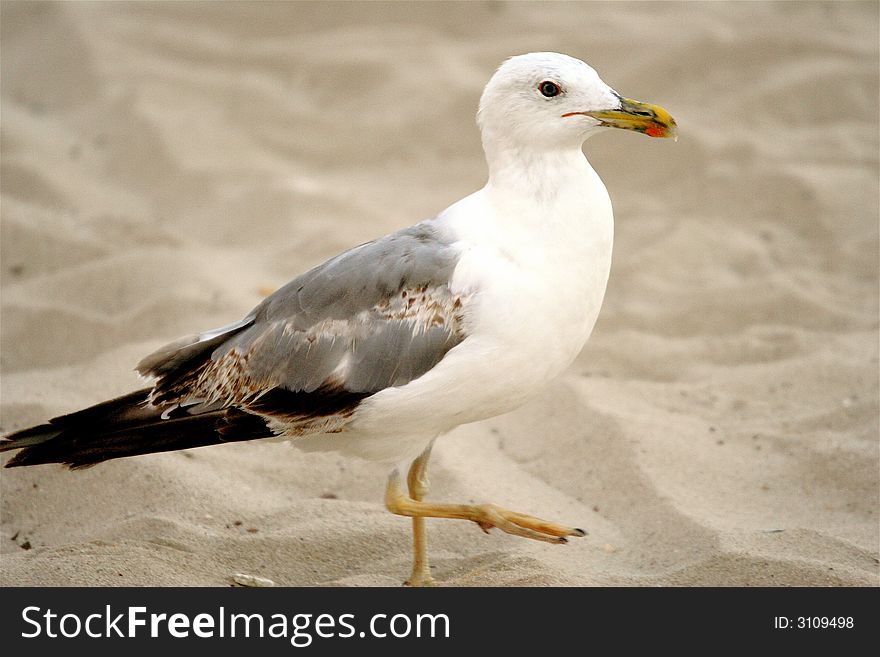 Grey seagull walking confidently on the sand. Grey seagull walking confidently on the sand