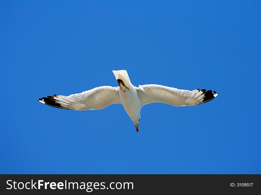 Adorable seagull soaring in the blue-blue sky. Adorable seagull soaring in the blue-blue sky