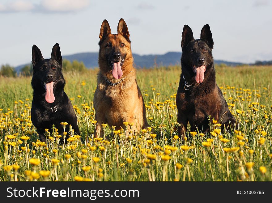 Three German Shepherds on blooming meadow