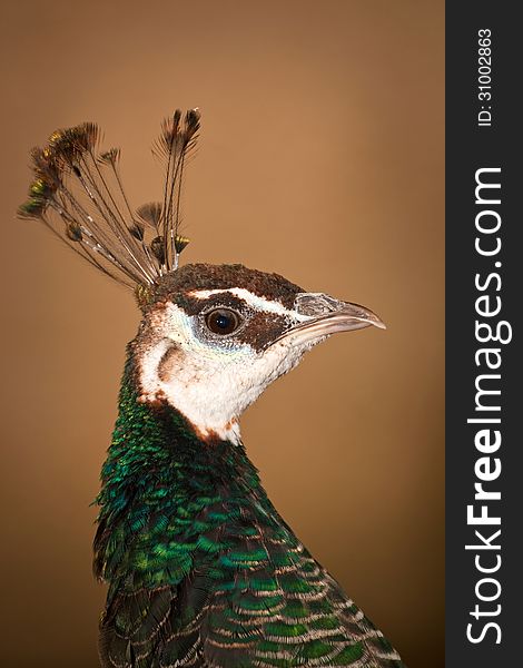 Peacock portrait of a beautiful bird zoo