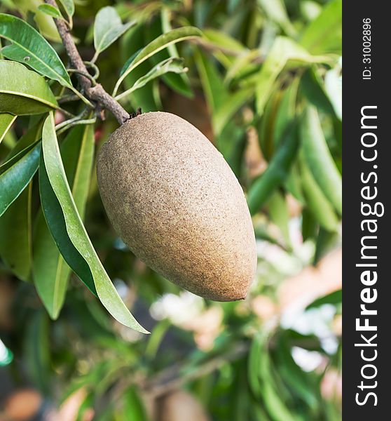 Sapodilla fruit or Achras sapota on the tree
