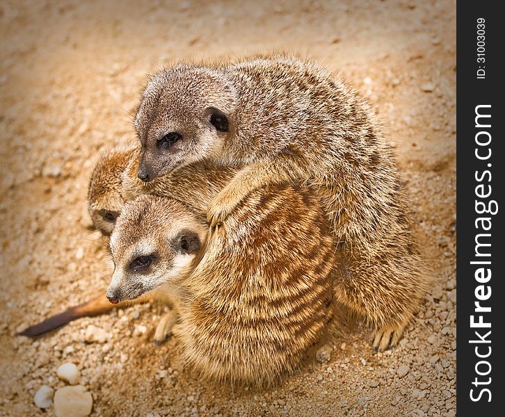 Three meerkats wearing are small rodents