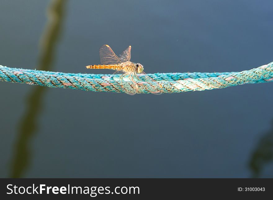 Dragonfly spreads wings on the ropes.