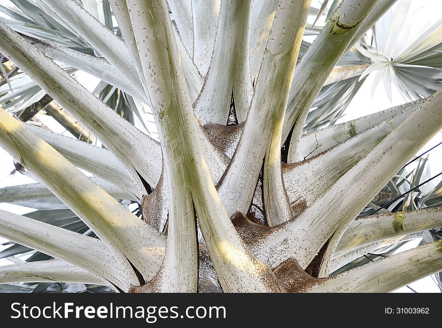 The detail of Bismarck palm.