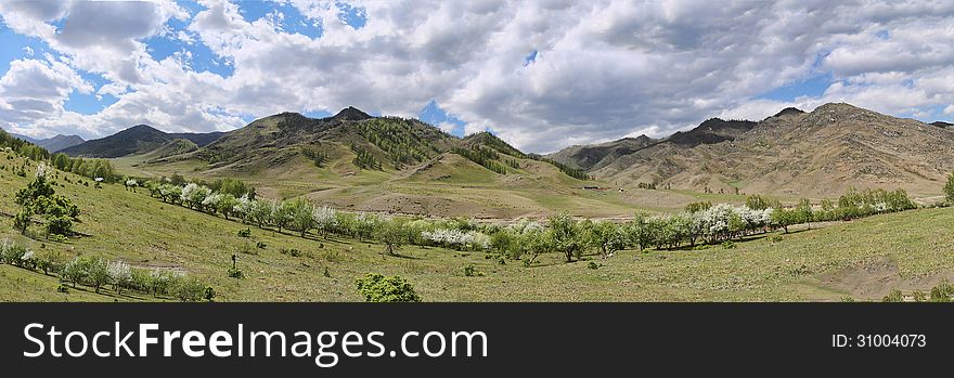 View Of An Apple Orchard In The Altai Mountains