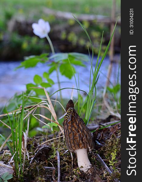 Black Morel Mushroom (Morchella conica) by the creek with a bug having a rest on it. Black Morel Mushroom (Morchella conica) by the creek with a bug having a rest on it