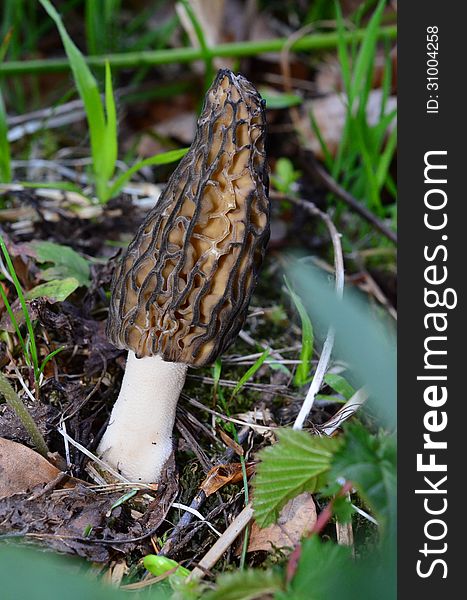 Black Morel Mushroom (Morchella conica), growing in the spring