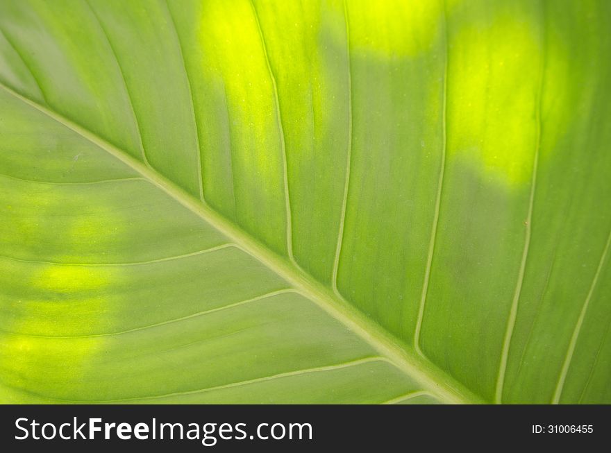 Colocasia esculenta (L.)Schott var. antiquorum (Schott) Hubb. et Rehder. Colocasia esculenta (L.)Schott var. antiquorum (Schott) Hubb. et Rehder