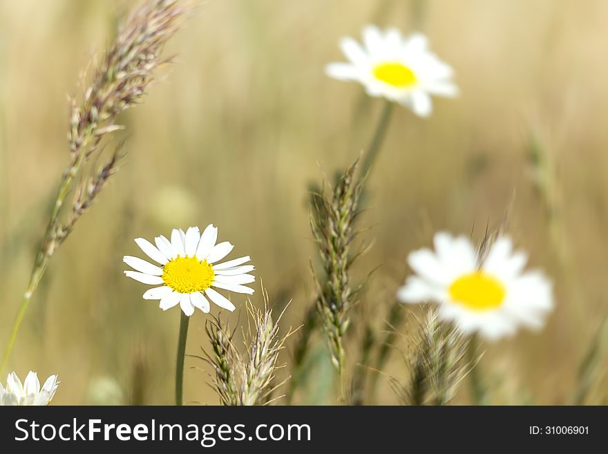Daisy macro flower field on a sunny day photo