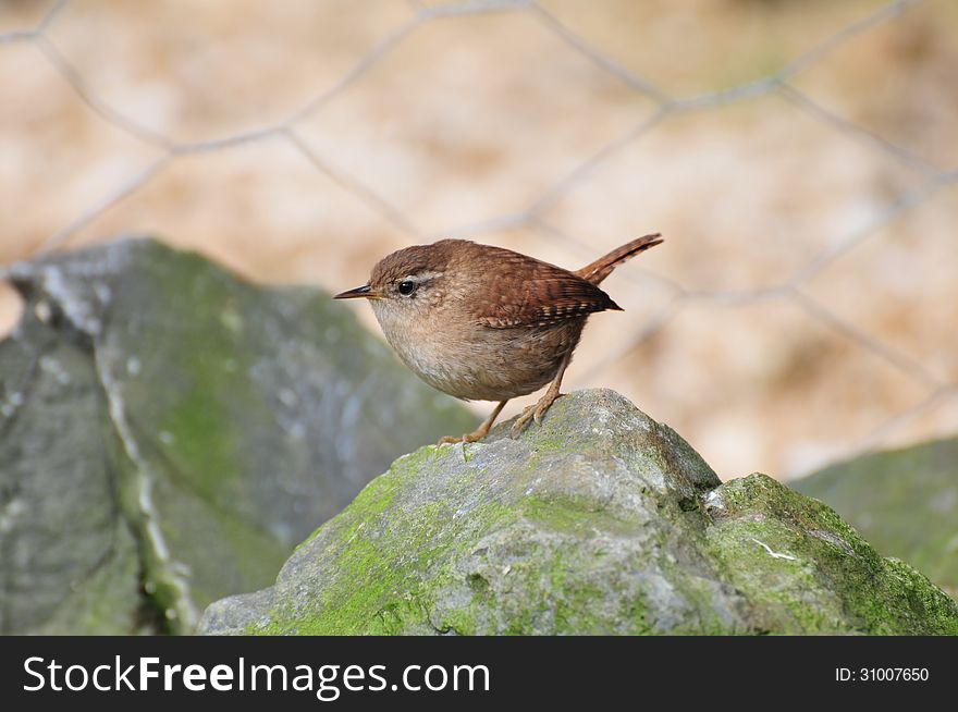 A Wee Wren On A Rock.