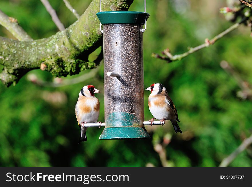 Pair OfGoldfinch On A Feeder.