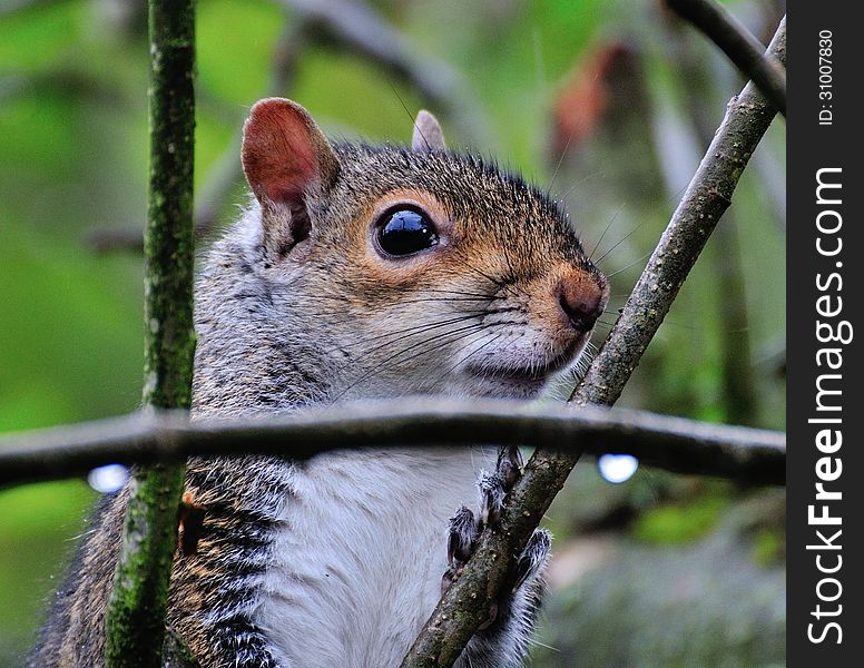 Squirrel Up Close.