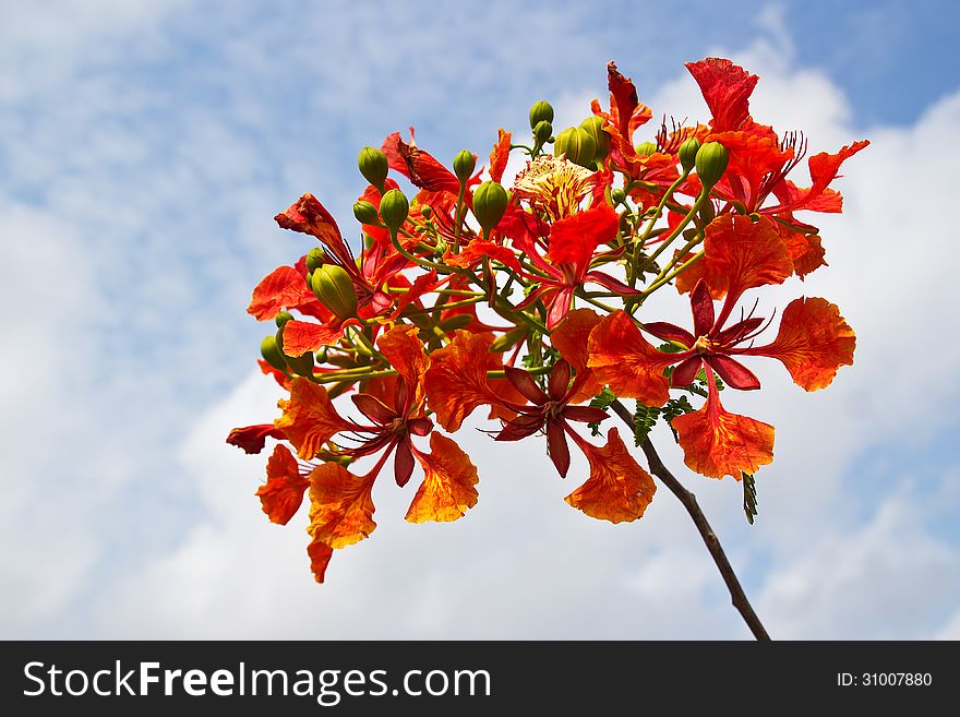 Peacock flowers on poinciana tree