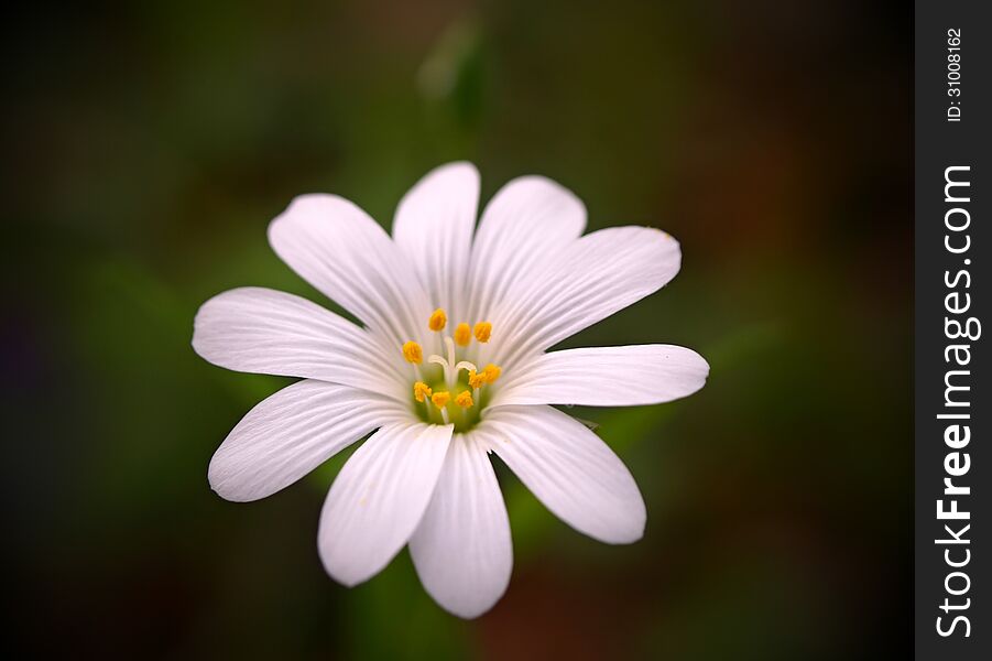 Pure white flower on natural background