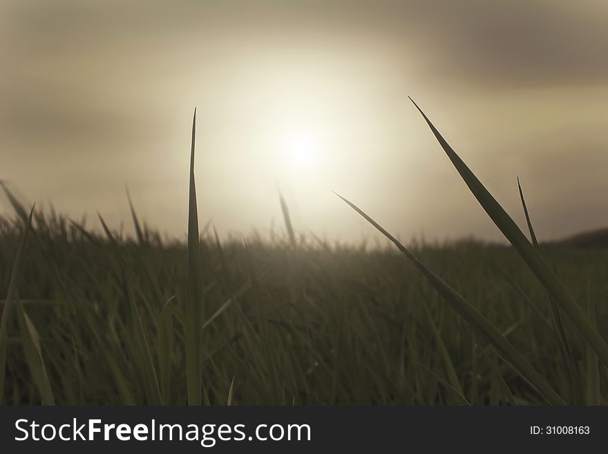 Summer field with grass and sunset. Summer field with grass and sunset
