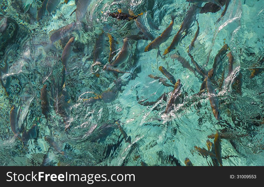 Fishes in the crystal clear water