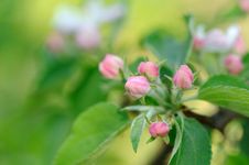 Pink Flower Buds On Apple Tree In Spring Stock Images Pink Flower Buds On Apple Tree In Spring Stock Images
