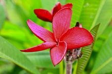 Frangipani Stock Photos Frangipani Stock Photos