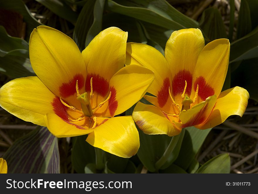 Tulip Kaufmanniana Josef Kafka flowers in flower garden in Limmen, The Netherlands