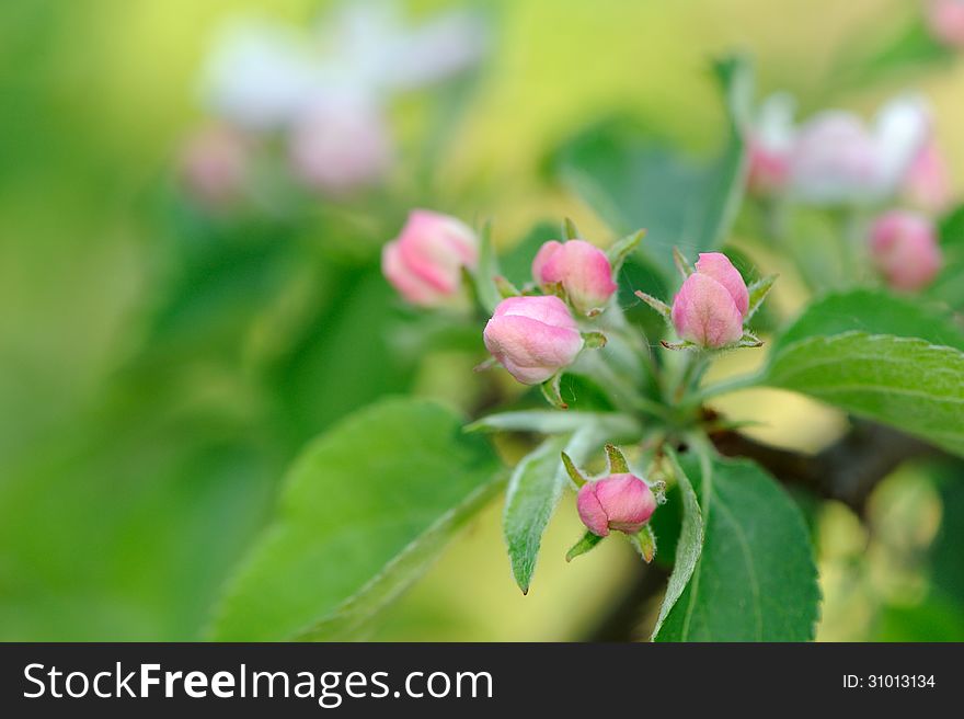 A close-up of beautiful pink flower buds on an apple tree in spring. A close-up of beautiful pink flower buds on an apple tree in spring