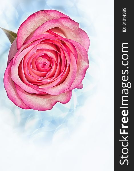 Pink rose against a sparkling blue background