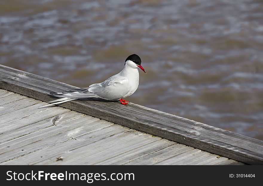 Tern on the edge of the wooden planks on the dock