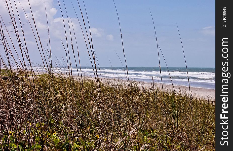 Grassy beach shoreline in Florida. Grassy beach shoreline in Florida.