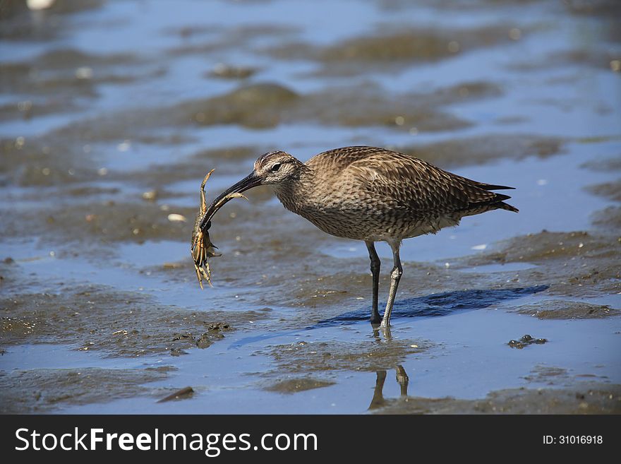 Whimbrel