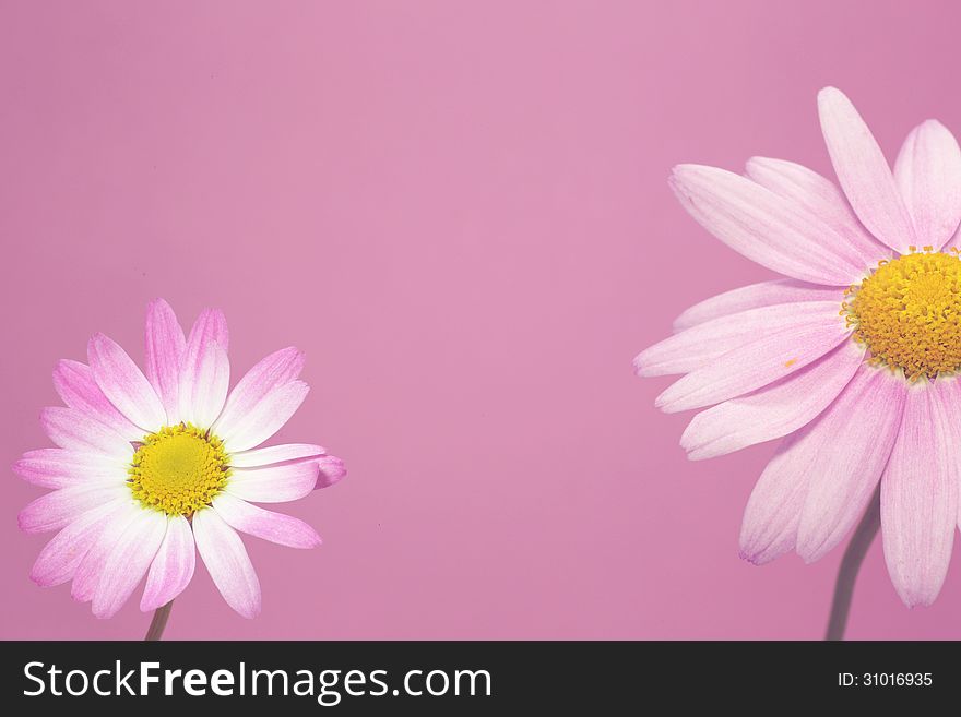 Marguerite On Pink Background